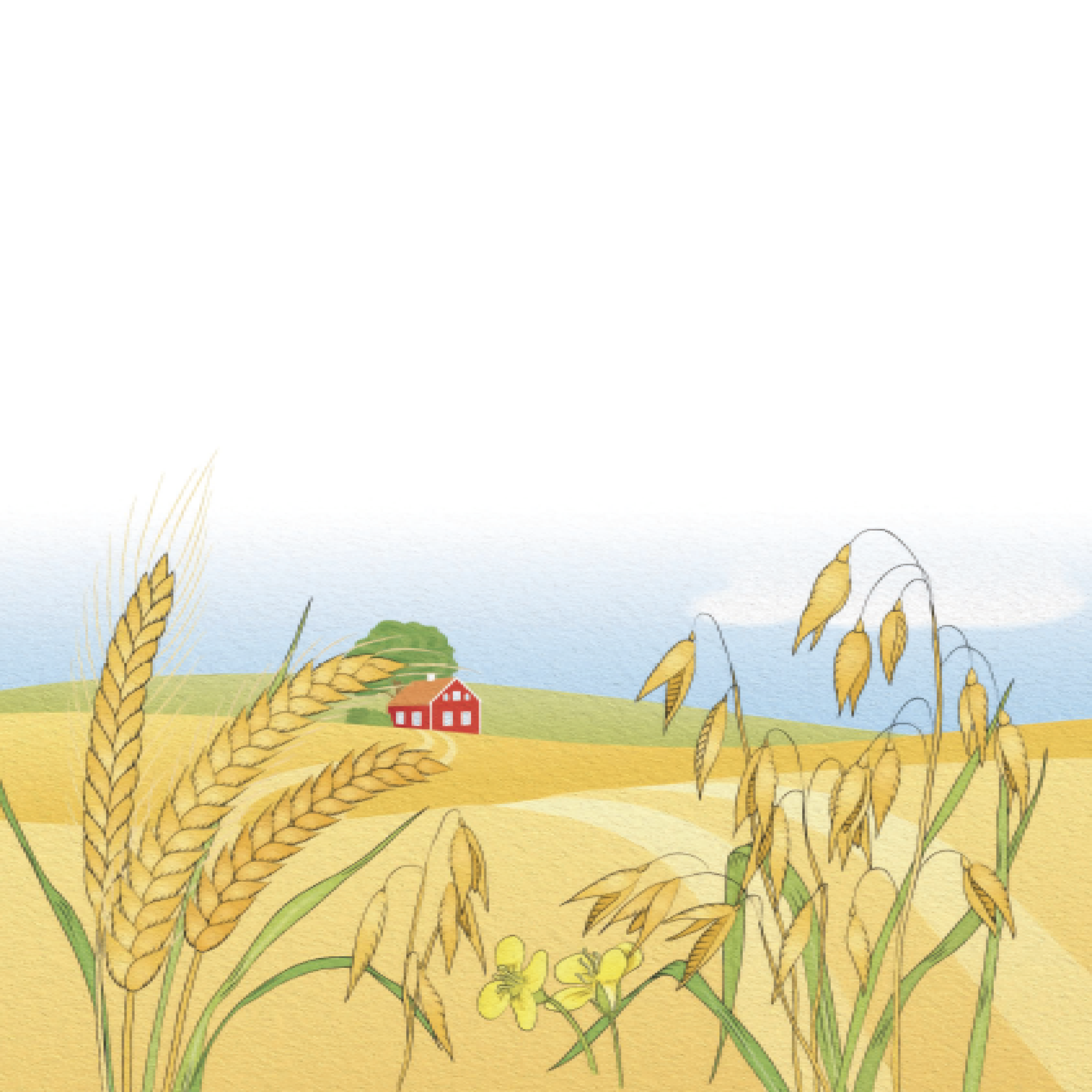 NYHET! Mild fullkornsgröt, naturell (400 g, 6+ mån.)