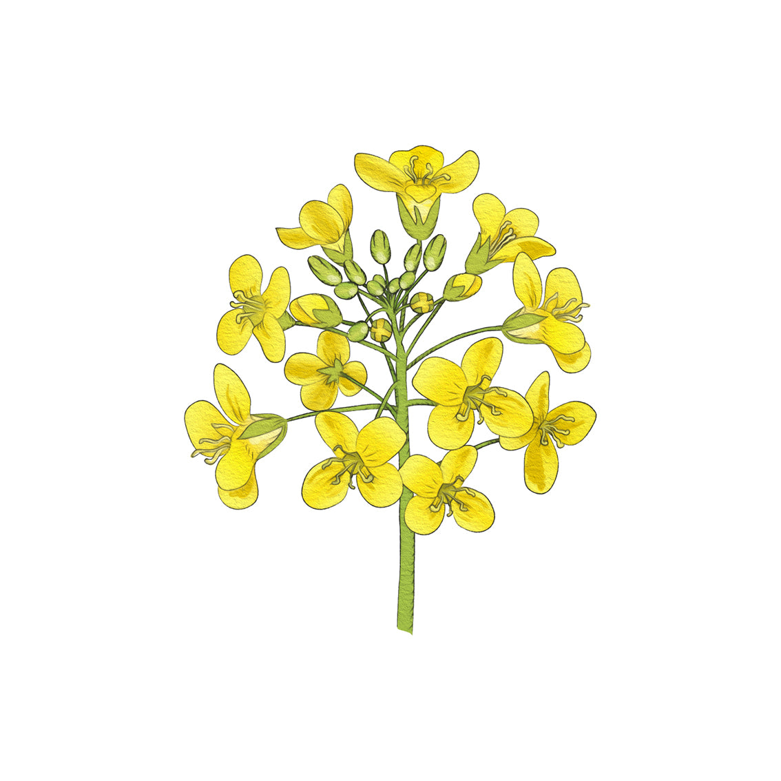 En levande gul Kallpressad rapsolja blomma på en ren vit alexphilfood bakgrund.