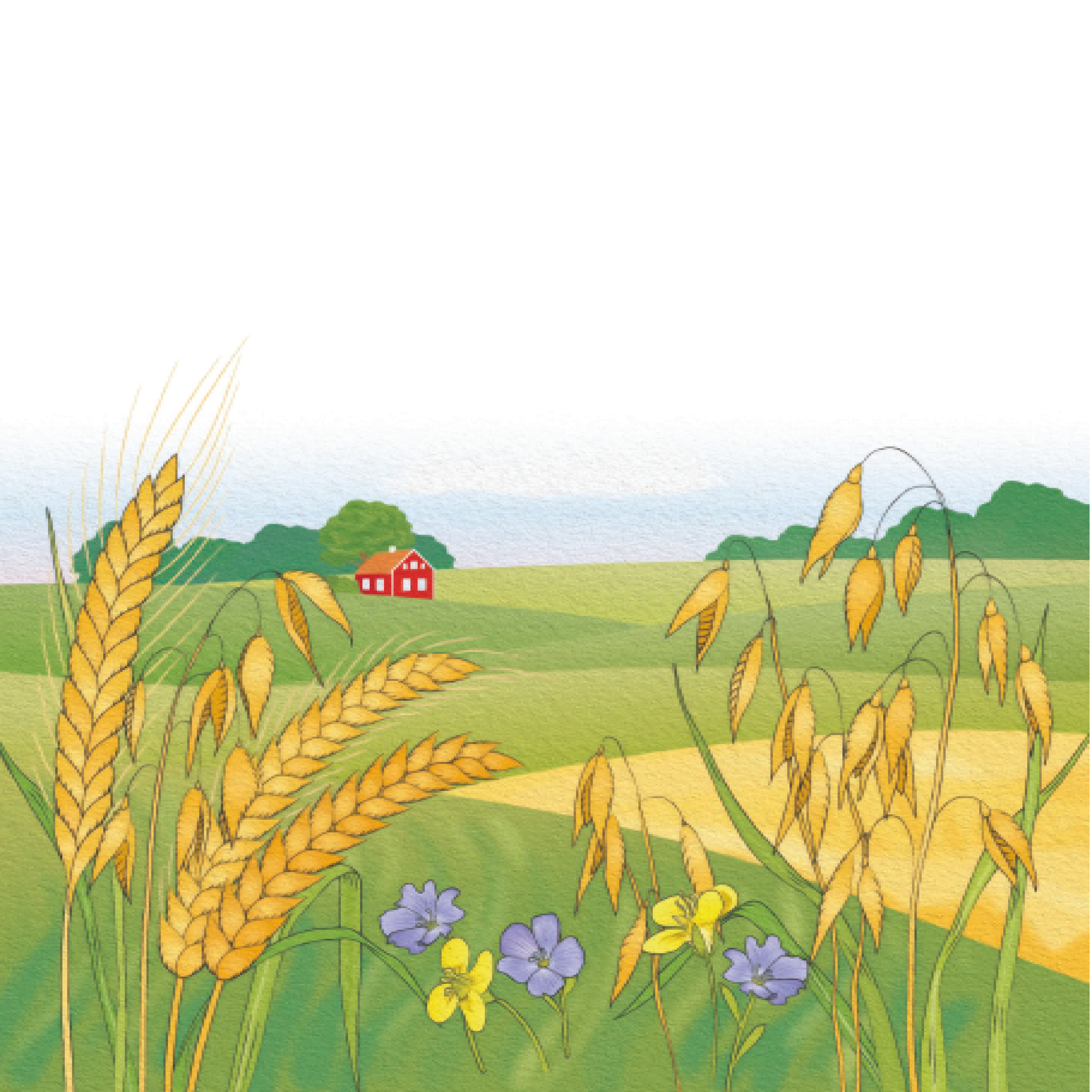 NYHET! Fullkornsvälling, naturell (400 g, 1-3 år)